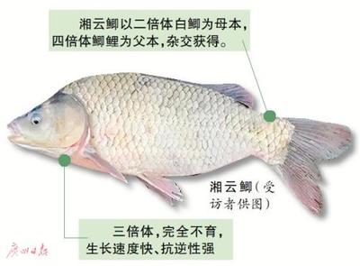 泰獅魚缸高度70度好嗎(泰獅金魚水深70厘米可以嗎?)