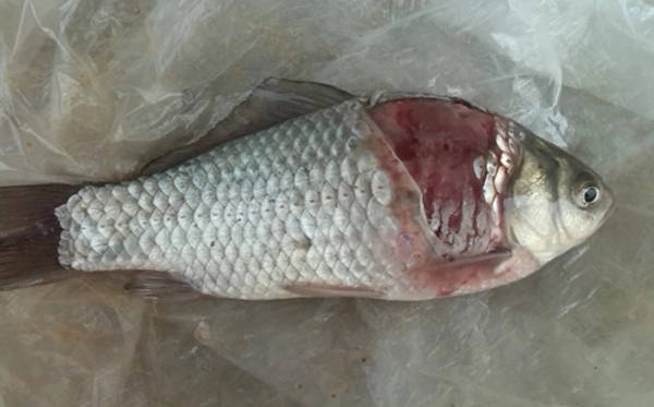 創寧加熱棒怎么調節溫度，