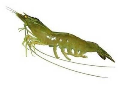 龍魚的口感特點（龍魚的口感因其烹飪方式與個體差異而有所不同）