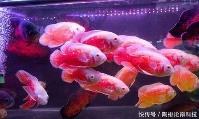 怎樣挑選過背金龍魚蝦（過背金龍小魚的挑選）
