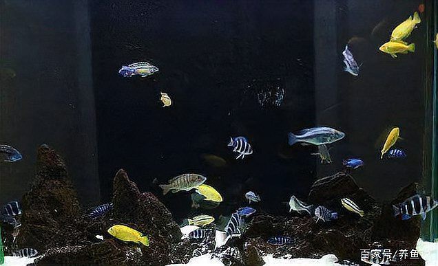 三湖慈鯛所有品種圖片，三湖慈鯛——三湖慈鯛