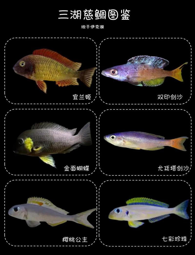 三湖慈鯛所有品種圖片，三湖慈鯛——三湖慈鯛