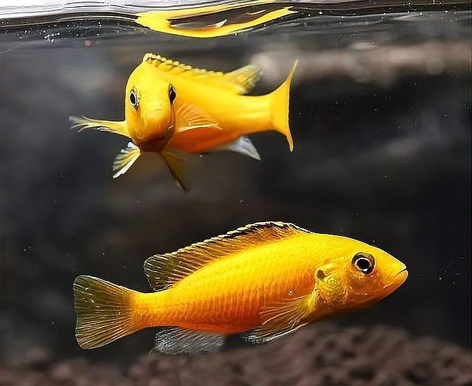 三湖慈鯛所有品種圖片，三湖慈鯛——三湖慈鯛