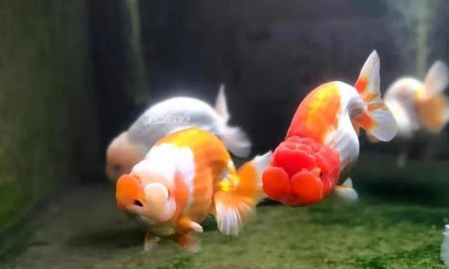 過背金龍魚為什么叫過背金龍魚呢視頻，過背金龍魚