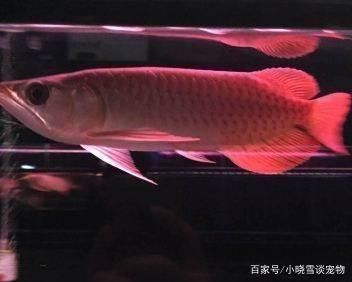 紅龍魚魚缸尺寸是多少：紅龍魚的魚缸尺寸應根據其體型和活動空間來選擇