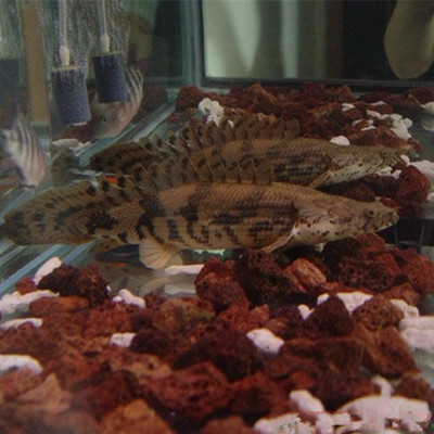 湘西土家族苗族自治州龍魚vs祥龍魚場（湘西土家族苗族自治州的龍魚專賣店可能提供多種類的龍魚品種）