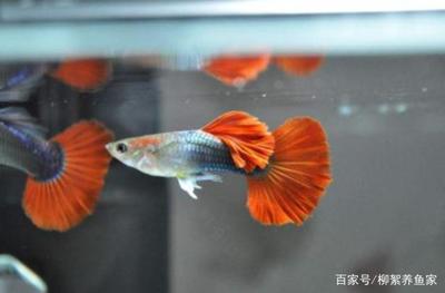 關于博特魚缸變頻水泵循環泵低吸小型家用抽水潛水靜音水族箱水陸兩用的信息
