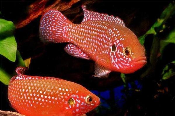 紅龍魚養多久才真正的紅色：紅龍魚養多久才能真正變紅