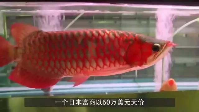 哪種龍魚品種的價格最高？，世界上最貴的觀賞魚，1公斤203萬元