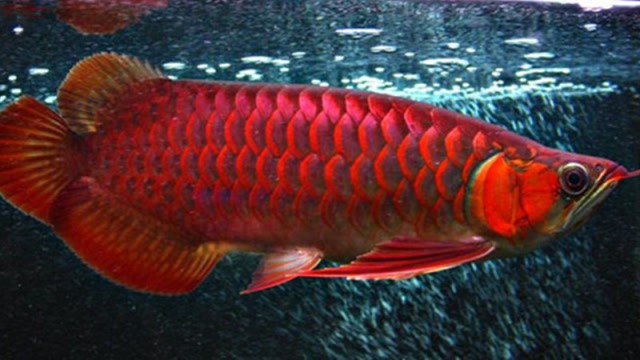 哪種龍魚品種的價格最高？，世界上最貴的觀賞魚，1公斤203萬元