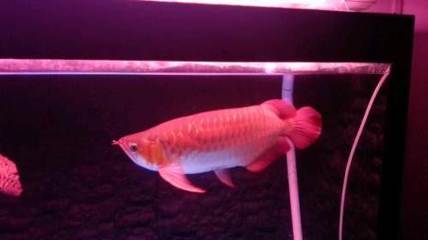 金頭過背金龍魚20厘米（金頭過背金龍魚價格）