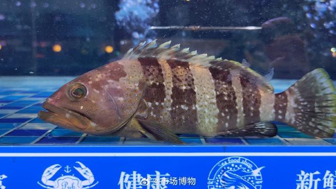 丁斑魚圖片，丁斑魚——中國斗魚