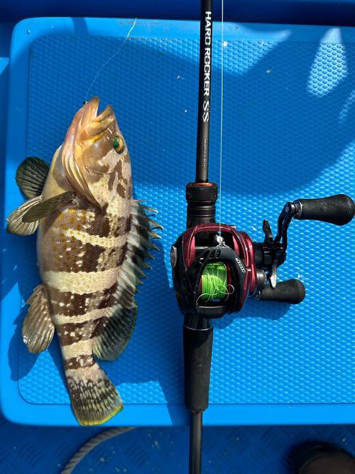 丁斑魚圖片，丁斑魚——中國斗魚