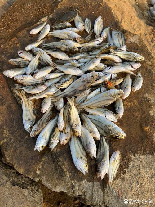 丁斑魚圖片，丁斑魚——中國斗魚