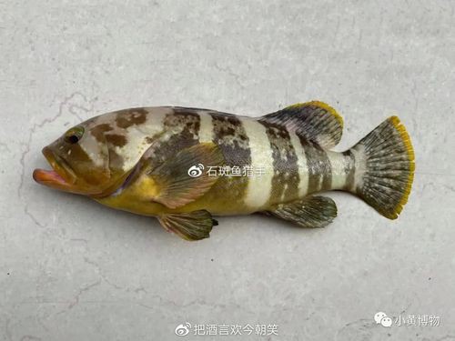 丁斑魚圖片，丁斑魚——中國斗魚