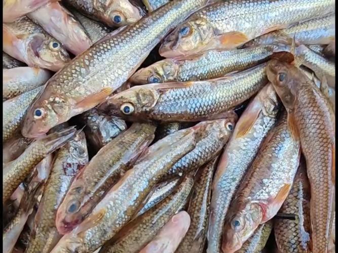 丁斑魚圖片，丁斑魚——中國斗魚