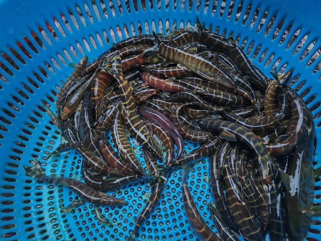 丁斑魚圖片，丁斑魚——中國斗魚