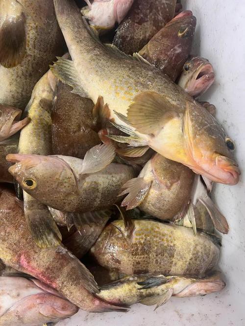 丁斑魚圖片，丁斑魚——中國斗魚