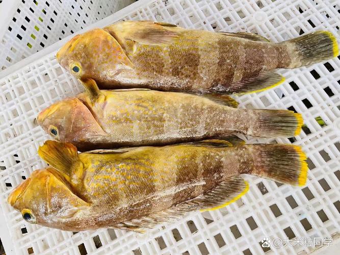 丁斑魚圖片，丁斑魚——中國斗魚
