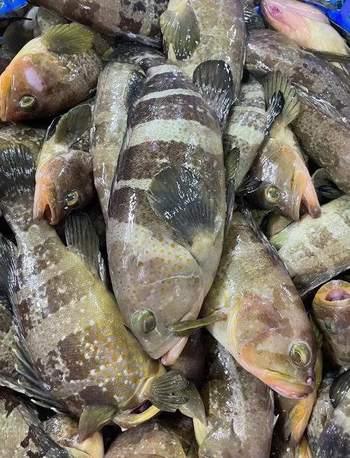 丁斑魚圖片，丁斑魚——中國斗魚