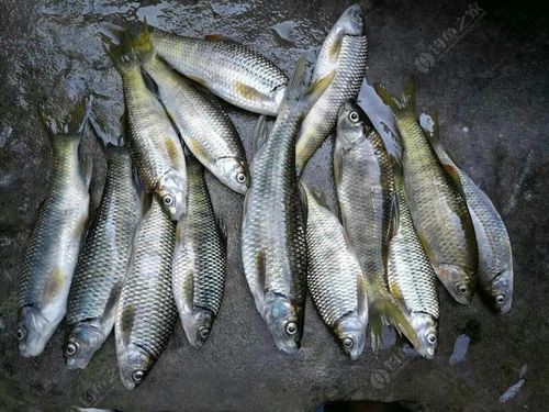 丁斑魚圖片，丁斑魚——中國斗魚