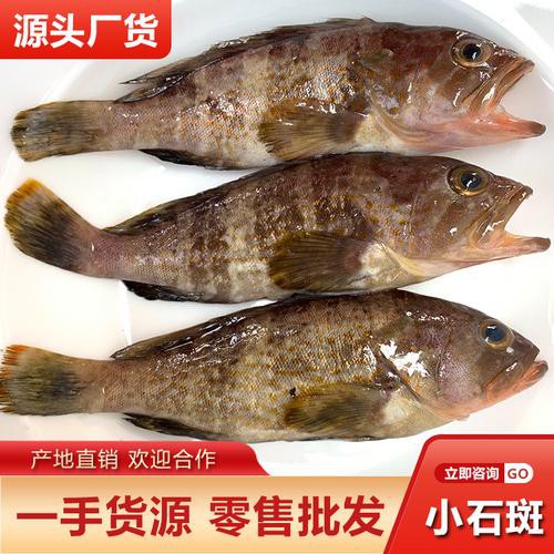 丁斑魚圖片，丁斑魚——中國斗魚