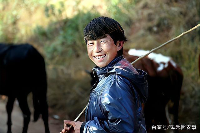 丁斑魚圖片，丁斑魚——中國斗魚