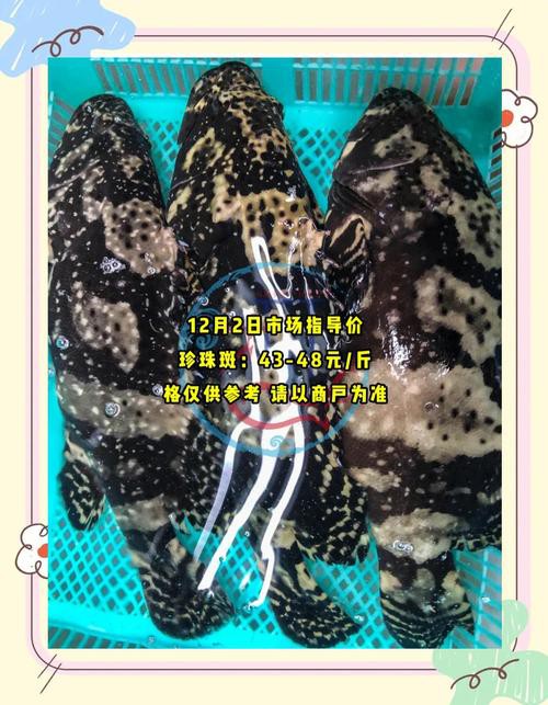 丁斑魚圖片，丁斑魚——中國斗魚