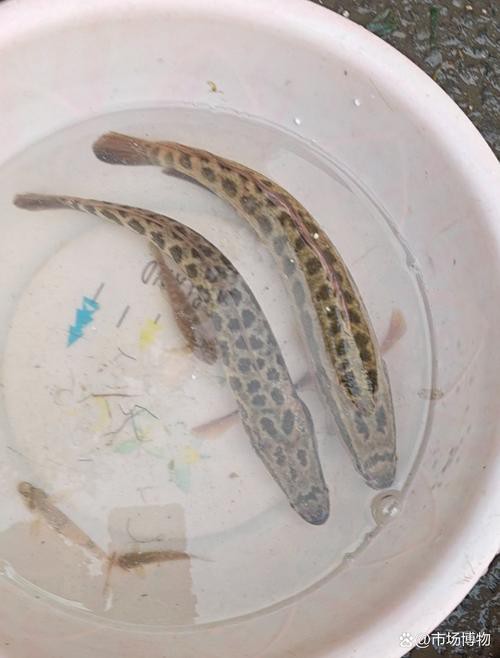 丁斑魚圖片，丁斑魚——中國斗魚