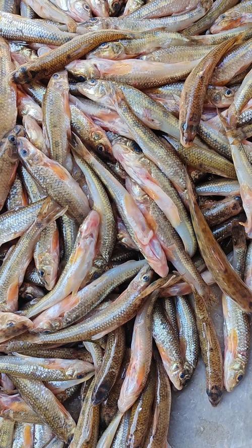 丁斑魚圖片，丁斑魚——中國斗魚