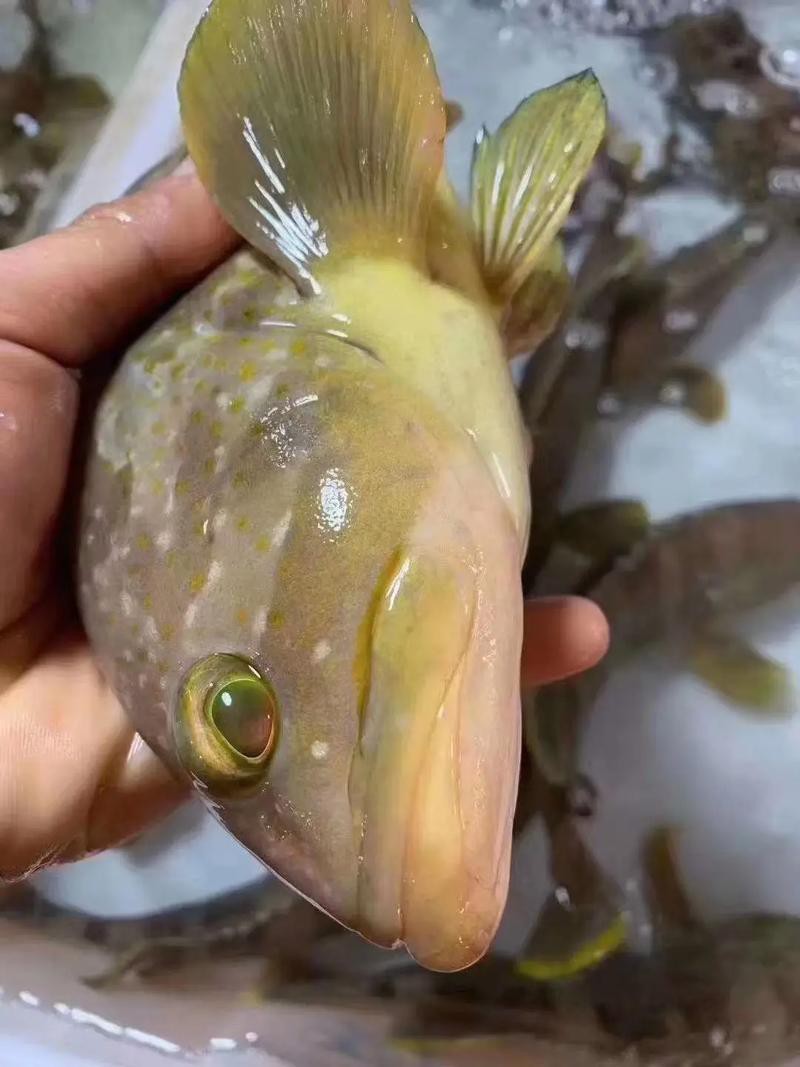 丁斑魚圖片，丁斑魚——中國斗魚