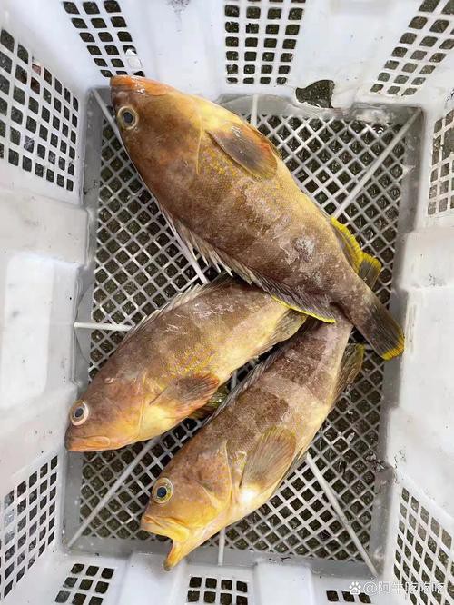 丁斑魚圖片，丁斑魚——中國斗魚