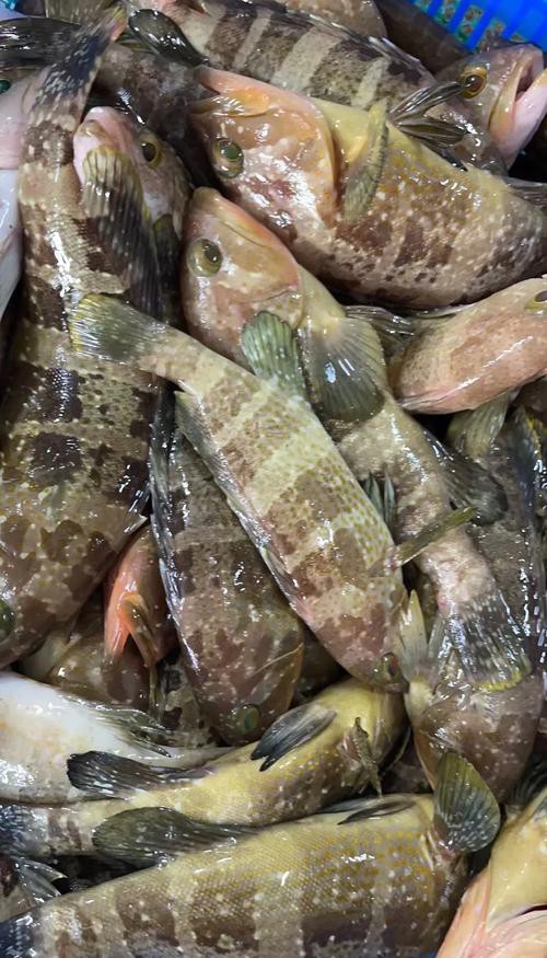 丁斑魚圖片，丁斑魚——中國斗魚