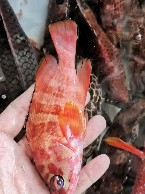 丁斑魚圖片，丁斑魚——中國斗魚