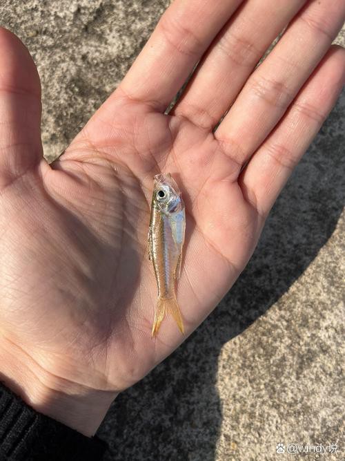 丁斑魚圖片，丁斑魚——中國斗魚