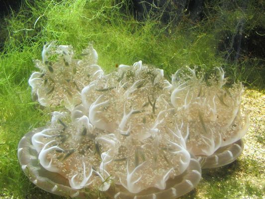 龍魚玩家最佳龍缸尺寸多大vs祥龍魚場：最佳龍魚缸尺寸選擇指南