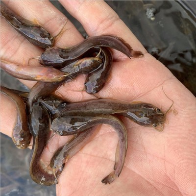 創寧加熱棒壽命多長時間:創寧加熱棒加熱慢如何維修 創寧水族 第2張 創寧加熱棒壽命多長時間:創寧加熱棒加熱慢如何維修 創寧加熱棒壽命多長時間:創寧加熱棒加熱慢如何維修 創寧水族 第2張