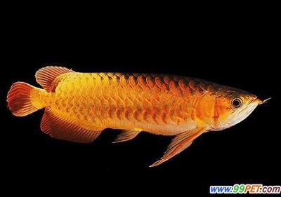 金龍魚品牌是怎么來的？：金龍魚出征第九屆中國烹飪世界大賽展現中國食力