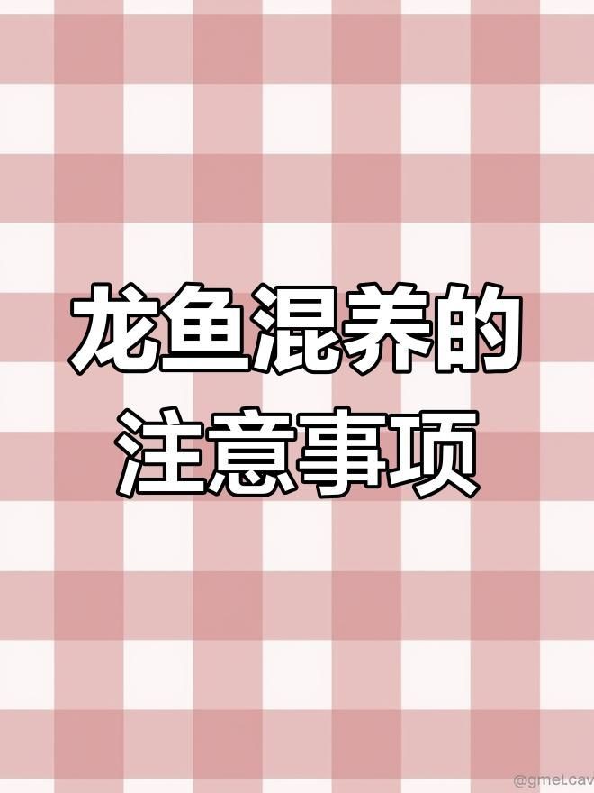 如何選擇適合龍魚混養的配魚？，如何挑選適合與龍魚混養的配魚