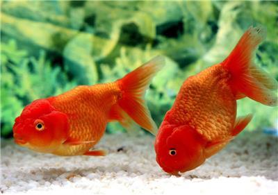 什么叫做過背金龍魚呢視頻(什么叫做過背金龍魚呢視頻)
