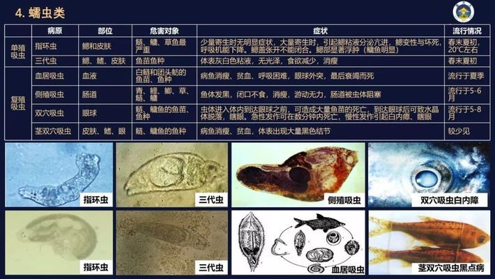 紅龍魚一般能長多大的魚缸：紅龍魚的魚缸尺寸