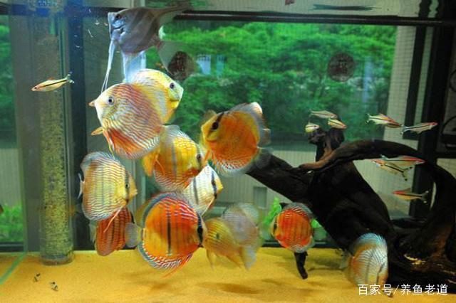 超白魚缸尺寸：超白魚缸尺寸和特點超白魚缸的使用和保養技巧