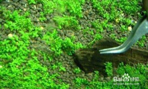 新加坡紅龍魚長大后發(fā)色了怎么回事兒：如何通過飲食促進紅龍魚發(fā)色