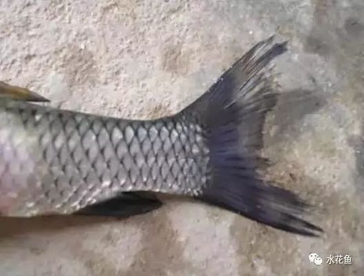 立達七彩過背金龍魚（七彩藍底過背金龍魚圖片）