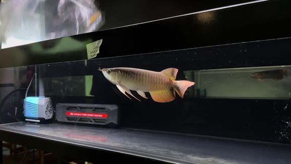 普寧龍魚店，普寧市洪陽阿洪龍魚觀賞魚店(個體工商戶)怎么樣