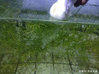 創寧水泵好還是博特水泵好(創寧和博特變頻水泵,選哪個?)