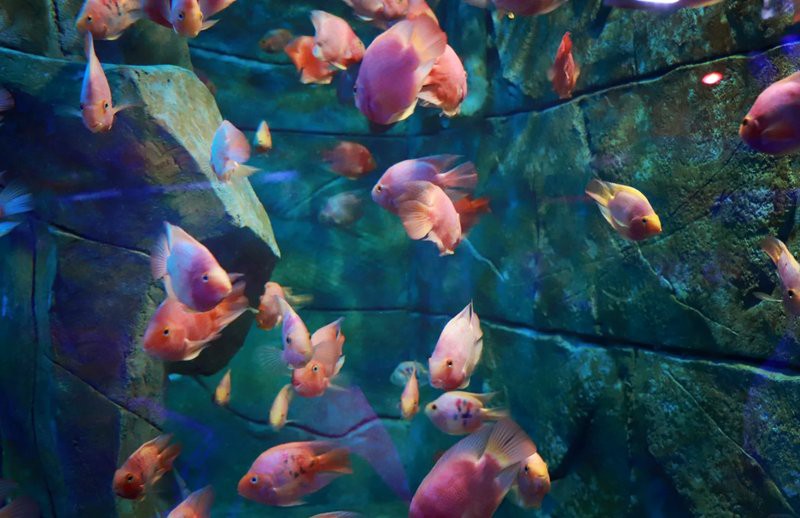 婺城水族店，婺城區(qū)哪家水族館的口碑最好