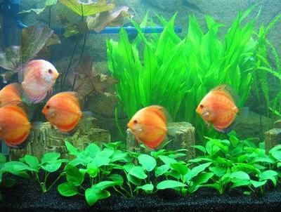 大魚缸哪里買好一點(diǎn)：購買大魚缸時(shí)需要考慮哪些因素？