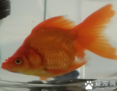 什么叫做過背金龍魚呢 （什么叫做過背金龍魚呢圖片）