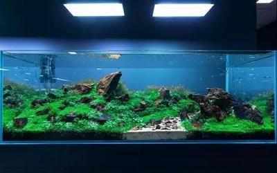 大魚缸怎么造景好看視頻：尋找大魚缸造景視頻教程&c6h8o7na3+c6h5o7na3+ 大魚缸怎么造景好看視頻：尋找大魚缸造景視頻教程&c6h8o7na3+c6h5o7na3+ 魚缸百科 第3張